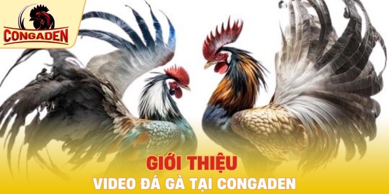 Giới thiệu video đá gà tại Congaden