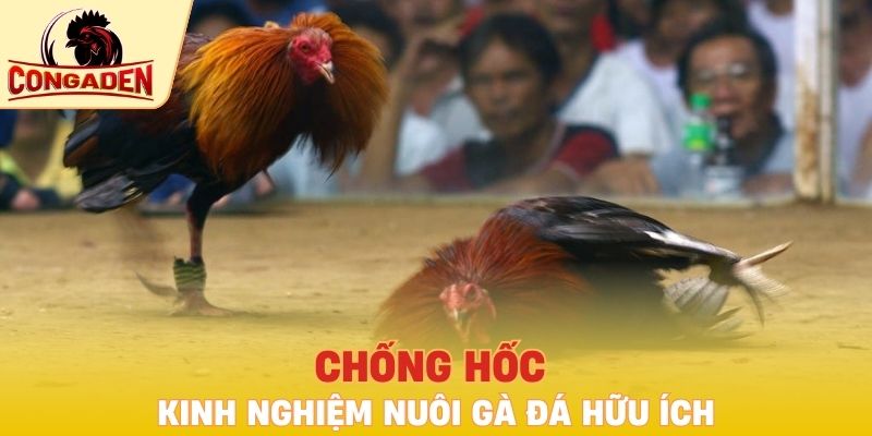 Chống hốc - kinh nghiệm nuôi gà đá hữu ích