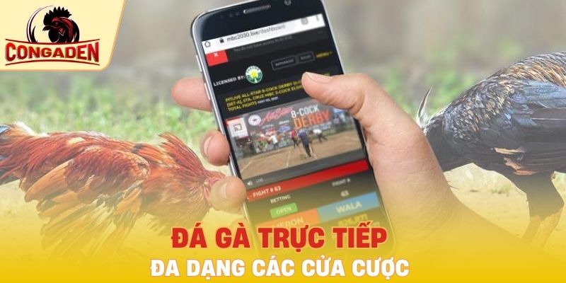 Đa dạng các cửa cược đá gà trực tiếp