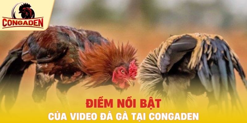 Điểm nổi bật của video đá gà tại Congaden