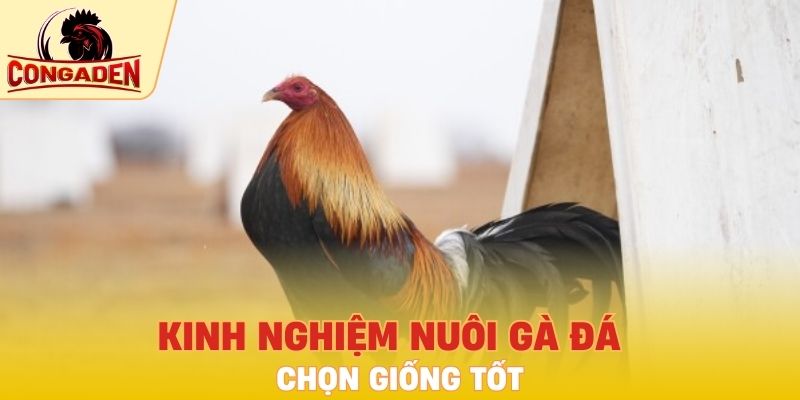 Kinh nghiệm nuôi gà đá - chọn giống tốt