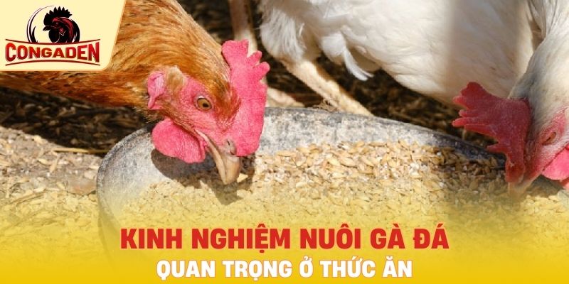 Kinh nghiệm nuôi gà đá quan trọng ở thức ăn
