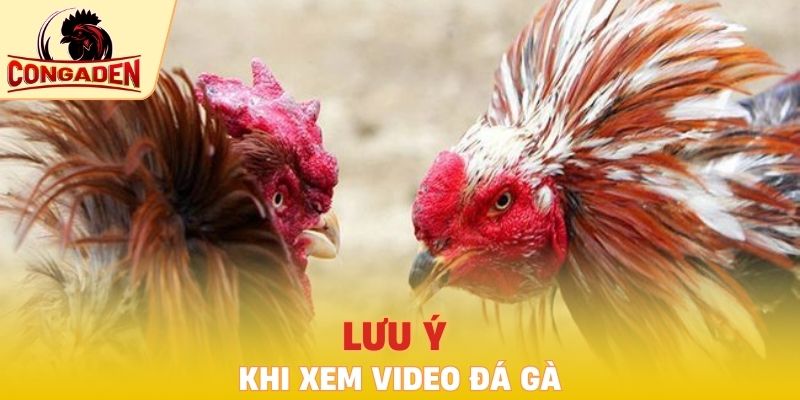 Lưu ý khi xem video đá gà