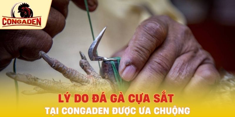 Lý do đá gà cựa sắt tại Congaden được ưa chuộng