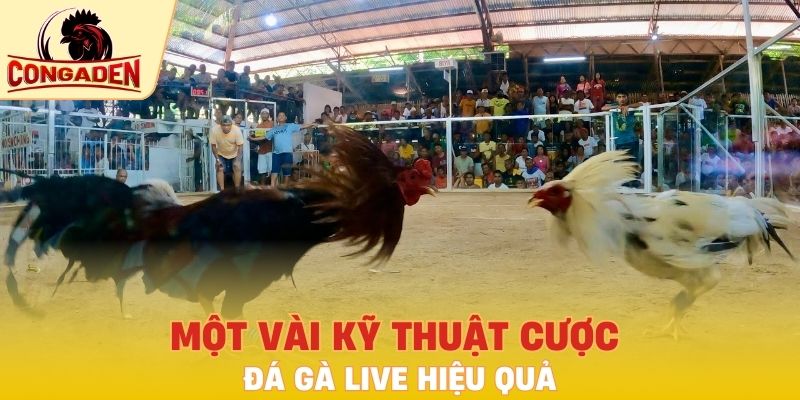 Một vài kỹ thuật cược đá gà live hiệu quả