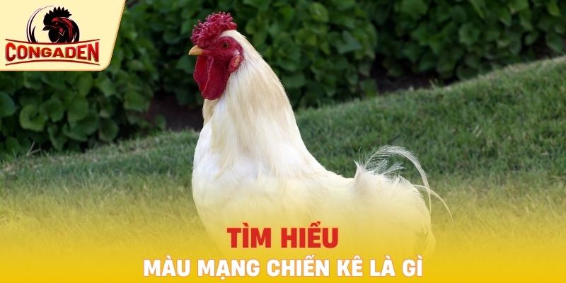 Tìm hiểu màu mạng chiến kê là gì