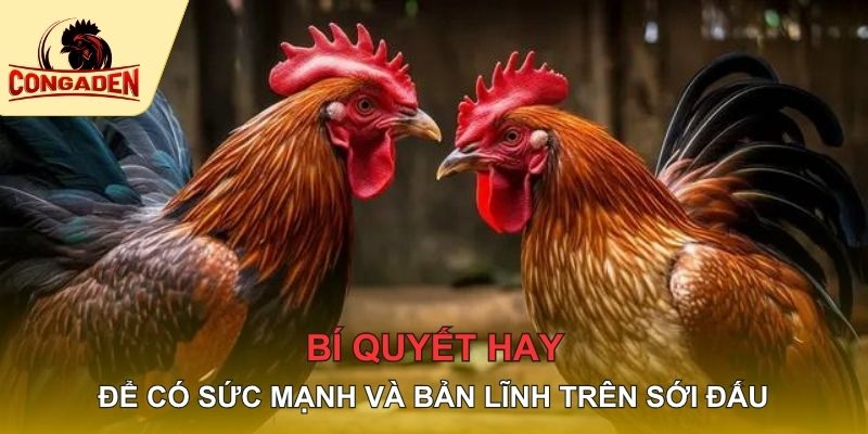 Bí quyết hay để có sức mạnh và bản lĩnh trên sới đấu