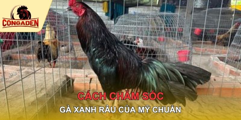 Cách chăm sóc gà xanh râu của Mỹ chuẩn