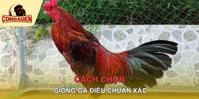Cách chọn giống gà điều chuẩn xác