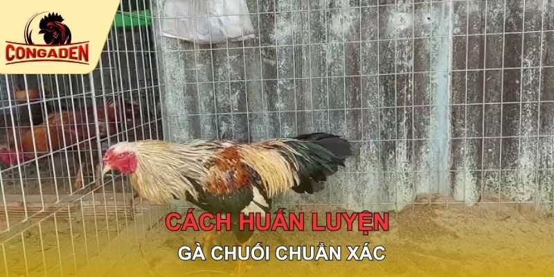 Cách huấn luyện gà chuối chuẩn xác