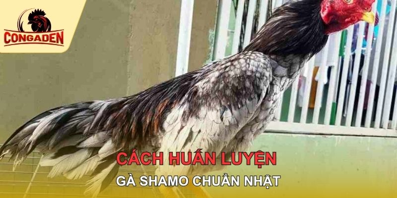 Cách huấn luyện gà Shamo chuẩn Nhật