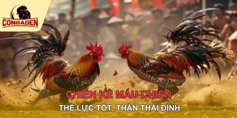 Chiến kê máu chiến, thể lực tốt, thần thái đỉnh