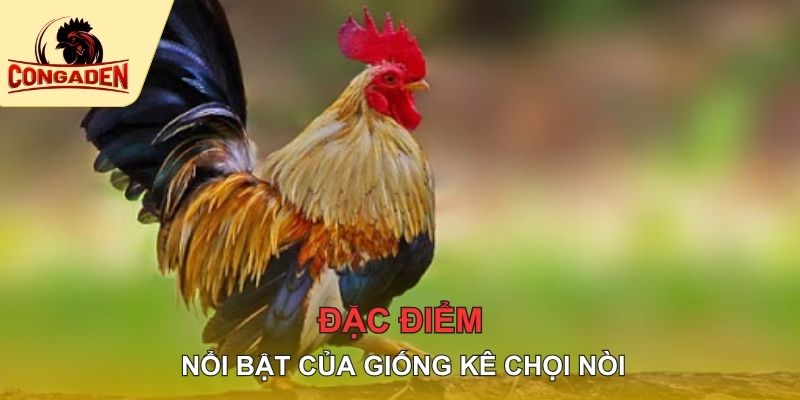 Đặc điểm nổi bật của giống kê chọi nòi