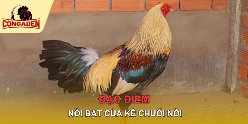 Đặc điểm nổi bật của kê chuối nòi