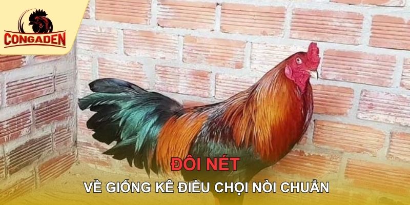 Đôi nét về giống kê điều chọi nòi chuẩn