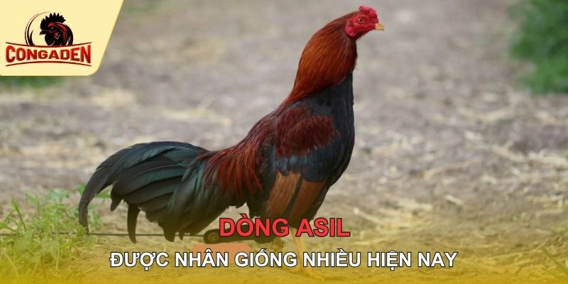 Dòng Asil được nhân giống nhiều hiện nay
