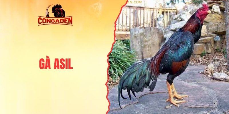 Gà Asil - Huyền Thoại Chiến Kê Ấn Độ Lai Tạo Đỉnh Cao