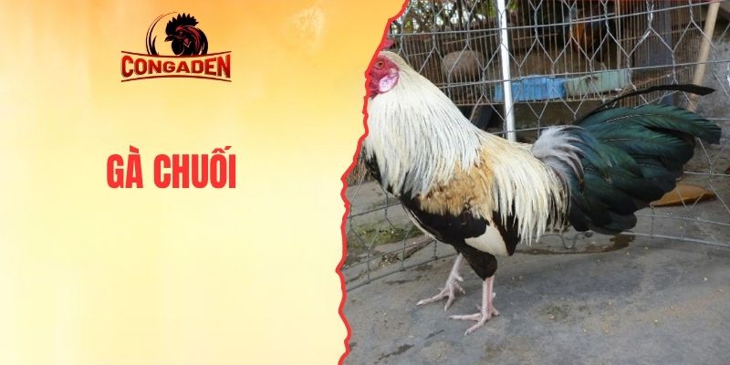 Gà Chuối - Sức Hút To Lớn Của Giống Chiến Kê Thuần Chủng