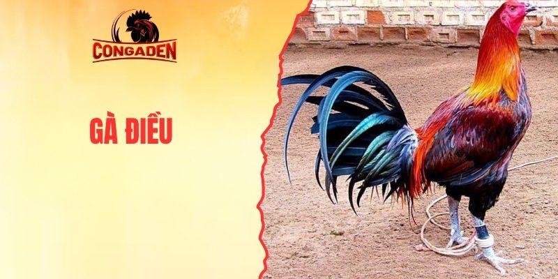 Gà Điều - Thông Tin Về Giống Kê Chọi Cho Người Nuôi Mới