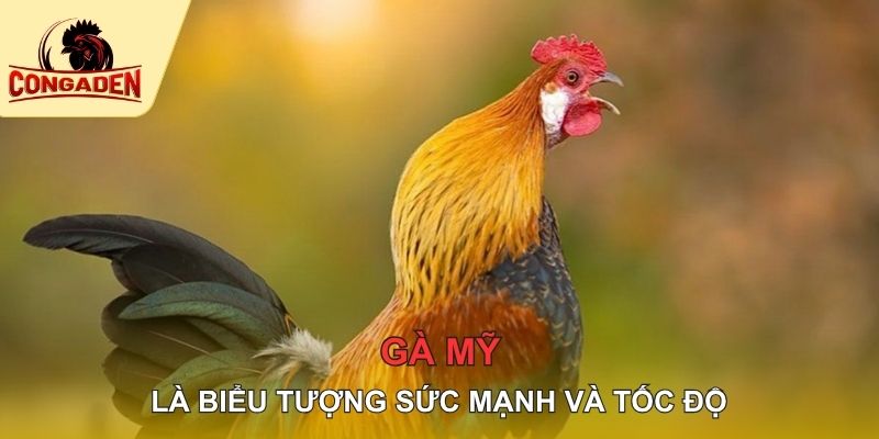 Gà Mỹ là biểu tượng sức mạnh và tốc độ