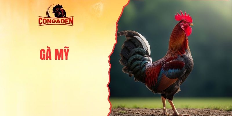 Gà Mỹ CONGADEN - Tinh Tuyển Từ Gen Thuần, Phong Độ Đỉnh Cao