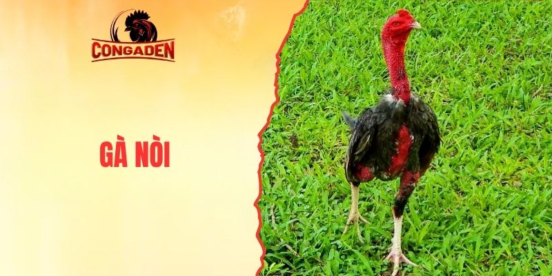 Gà Nòi - Làm Rõ Sức Mạnh Và Bản Lĩnh Của Chiến Kê Việt