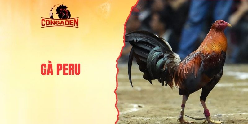 Gà Peru - Giống Kê Chiến Có Sức Bền Và Tốc Độ Vượt Trội