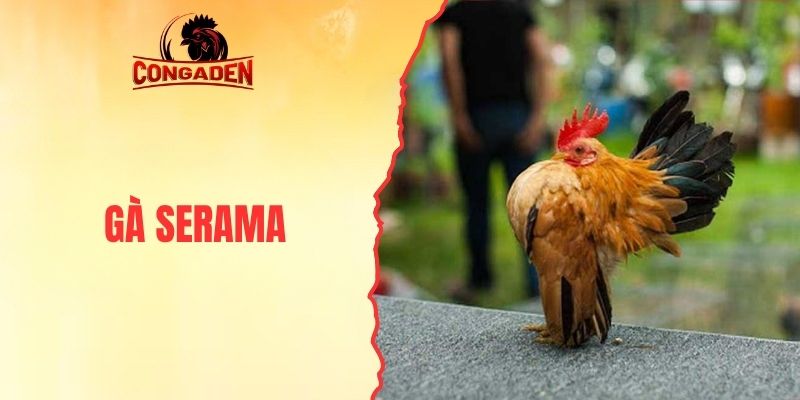 Gà Serama - Khám Phá Biểu Tượng Kiêu Hãnh Từ Malaysia