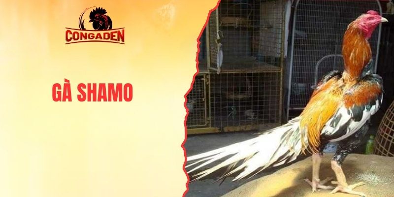 Gà Shamo Nhật Bản - Huấn Luyện Giống Kê Chuẩn Chọi Nòi
