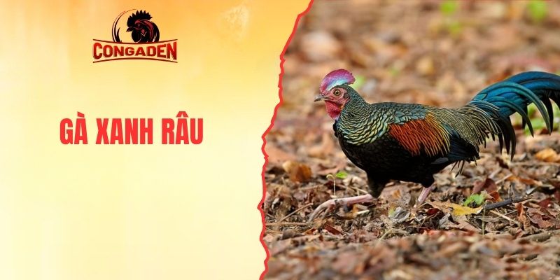 Gà Xanh Râu - Giới Thiệu Giống Kê Chọi Nòi Chuẩn Gốc Mỹ