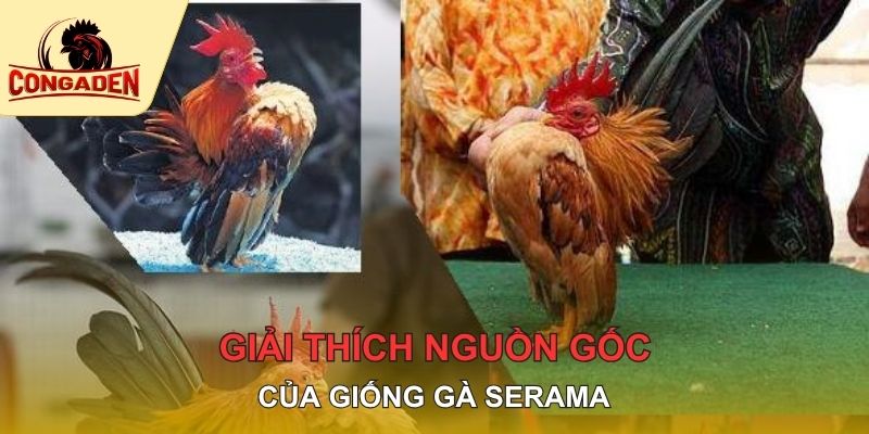 Giải thích nguồn gốc của giống gà Serama