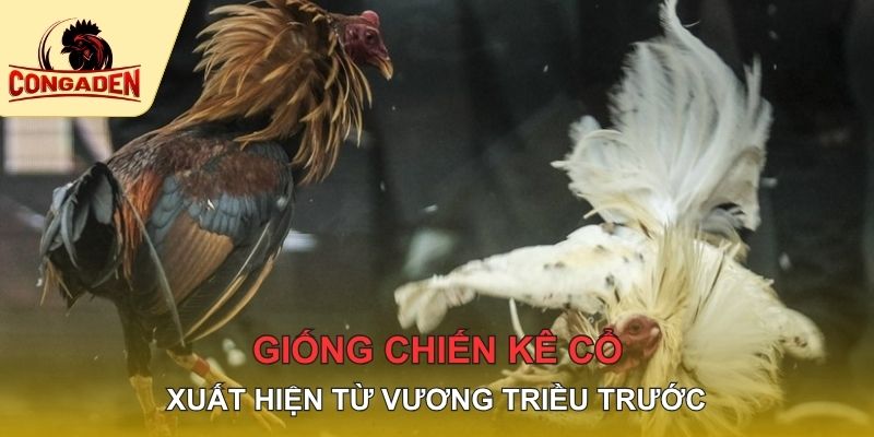 Giống chiến kê cổ xuất hiện từ vương triều trước