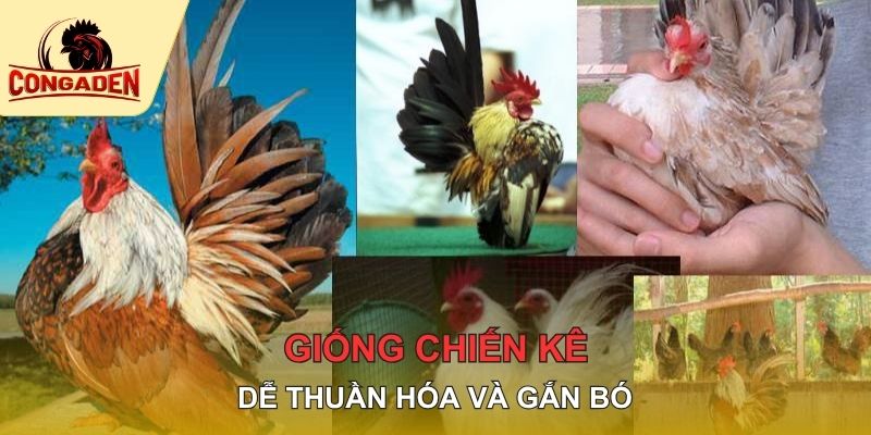 Giống chiến kê dễ thuần hóa và gắn bó