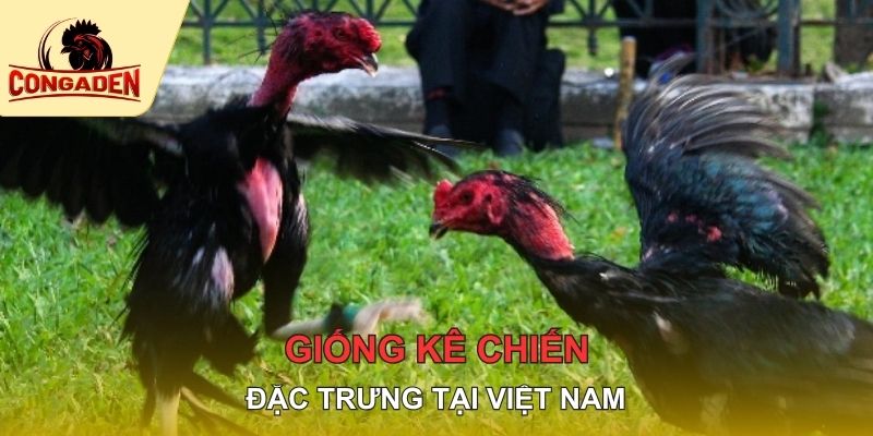 Giống kê chiến đặc trưng tại Việt Nam