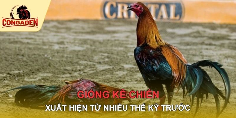 Giống kê chiến xuất hiện từ nhiều thế kỷ trước