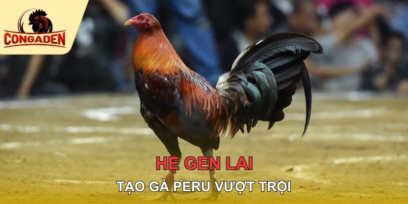 Hệ gen lai tạo gà Peru vượt trội