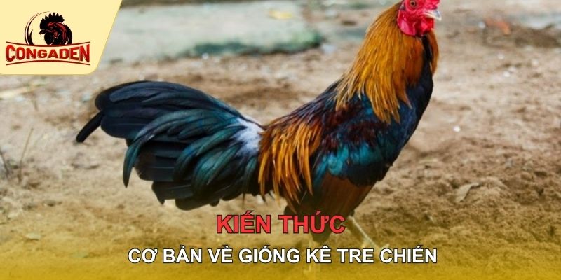 Kiến thức cơ bản về giống kê tre chiến