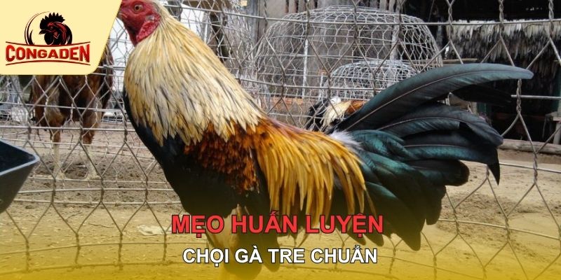 Mẹo huấn luyện chọi gà tre chuẩn