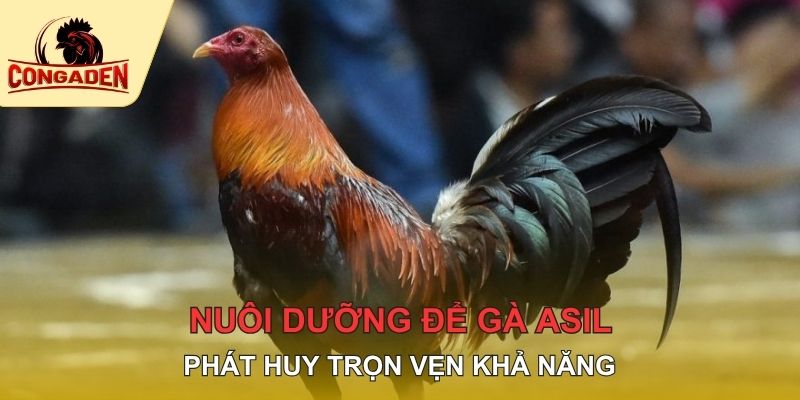 Nuôi dưỡng để gà Asil phát huy trọn vẹn khả năng