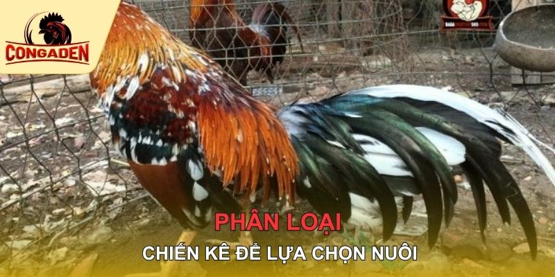 Phân loại chiến kê để lựa chọn nuôi