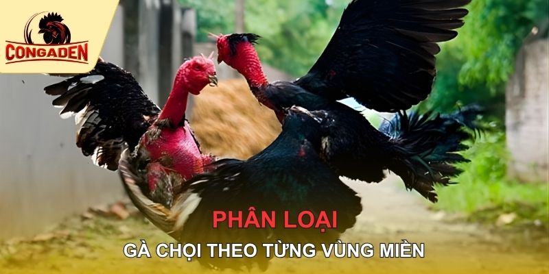 Phân loại gà nòi theo từng vùng miền