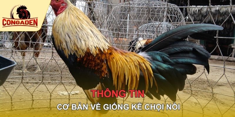 Thông tin cơ bản về giống kê chọi nòi