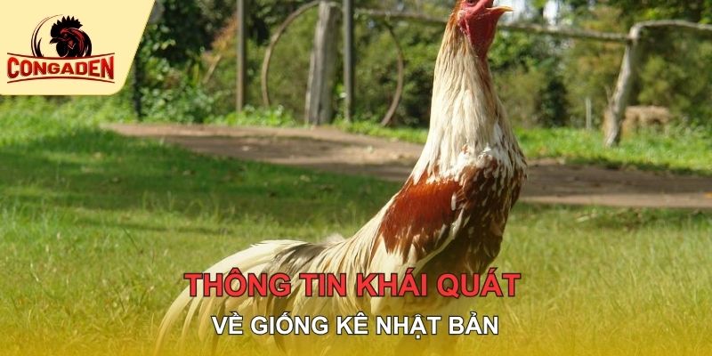 Thông tin khái quát về giống kê Nhật Bản
