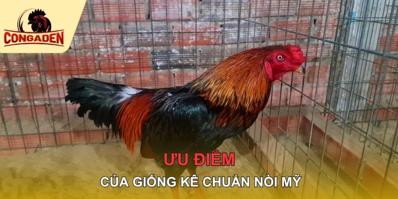 Ưu điểm của giống kê chuẩn nòi Mỹ