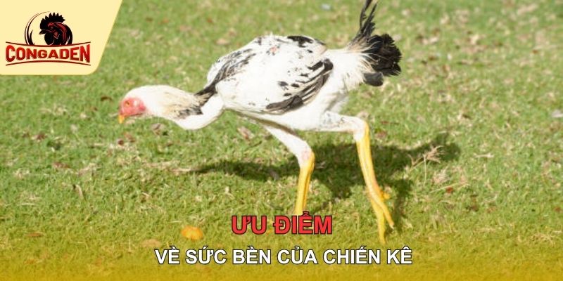 Ưu điểm về sức bền của chiến kê