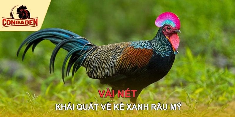 Vài nét khái quát về kê xanh râu Mỹ
